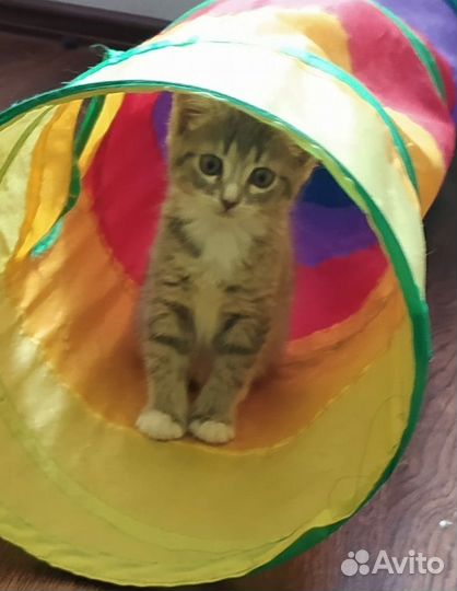 Маленький Барсик