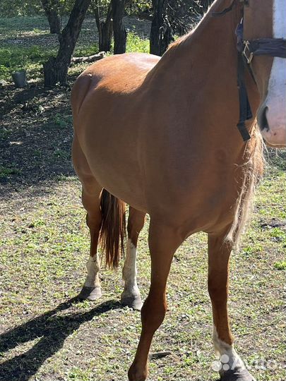 Продам лошадь