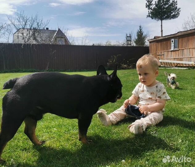 Рулонный газон с доставкой и укладкой