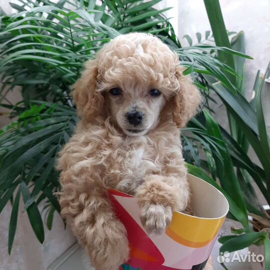Щеночек той-пудель девочка