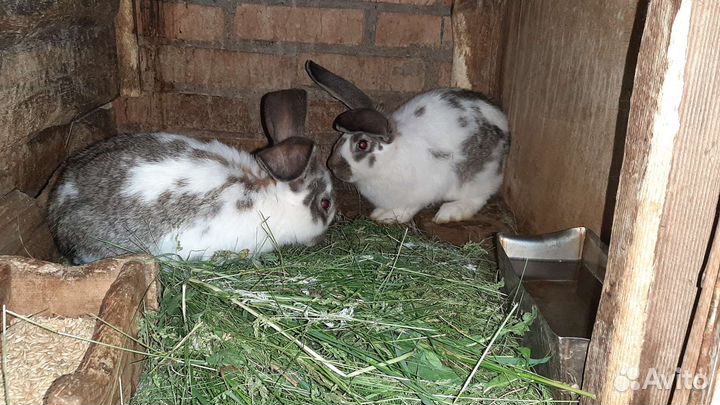 Продам кроликов