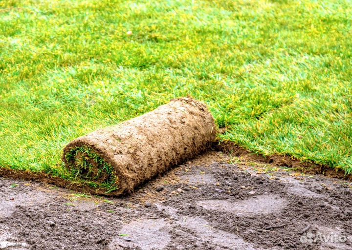 Газон рулонный с укладкой