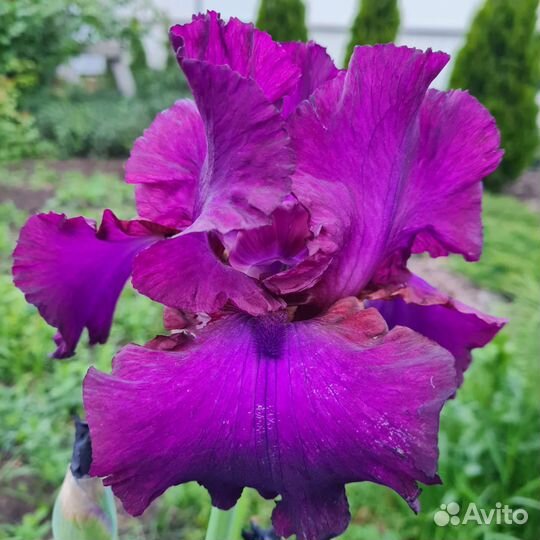 Ирисы сортовые