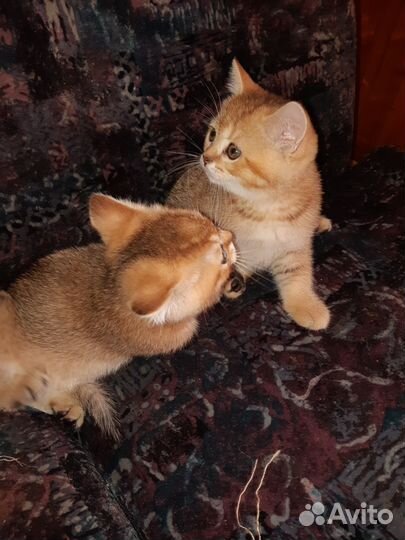 Шикарные,породные котята