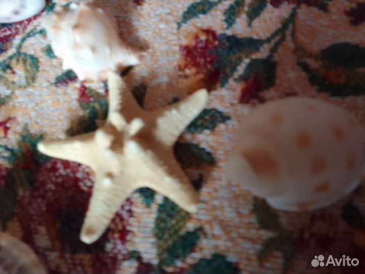 Ракушки для аквариума