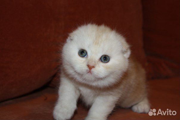 Шотландские вислоухие и прямоухие котята