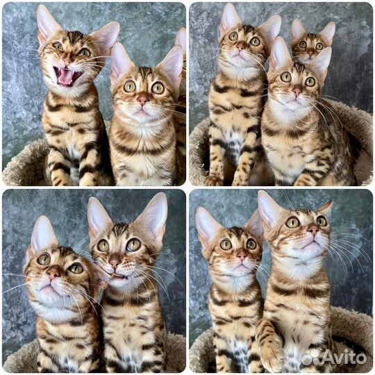Бенгальские котята с документами из питомника