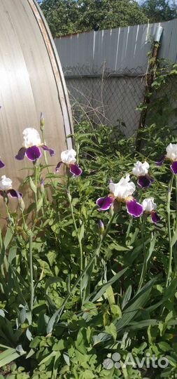 Ирисы сортовые