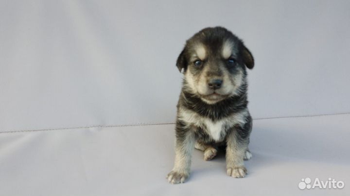 Щенки от мамы Хаски