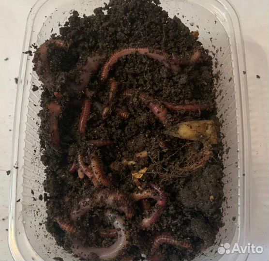 Черви для рыбалки