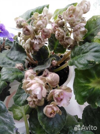 Укорененные листья фиалок