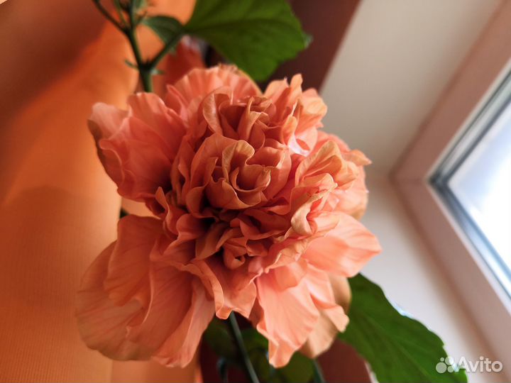 Гибискусы сортовые срез