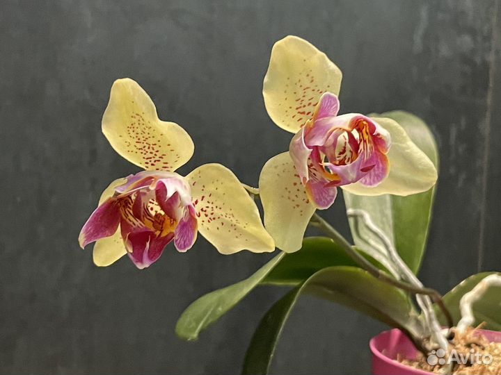 Фаленопсис пелорик