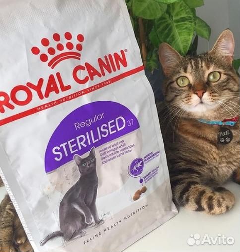 Kорм для кошек royal canin Royal Canin сухой корм