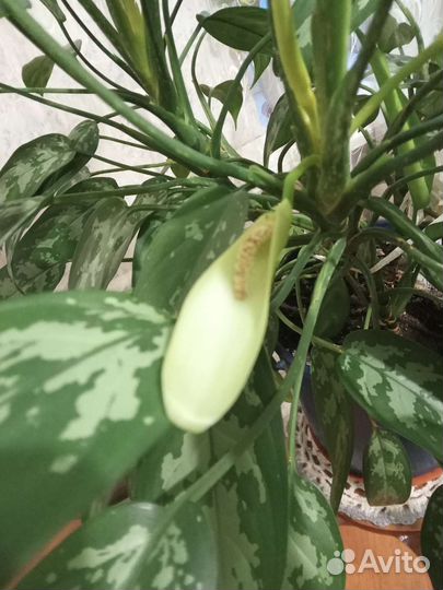 Аглаонема Мария, комнатные растения