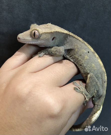 Бананоед (самка)