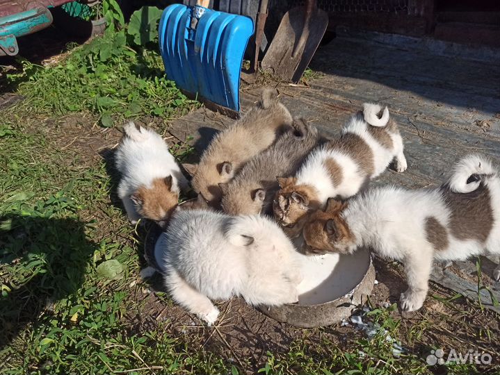 Западно сибирская лайка