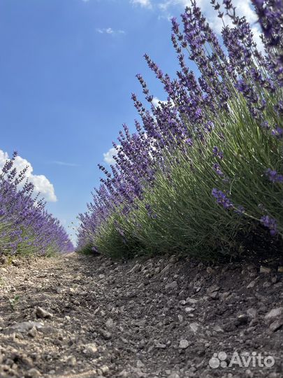 Лаванда пучки