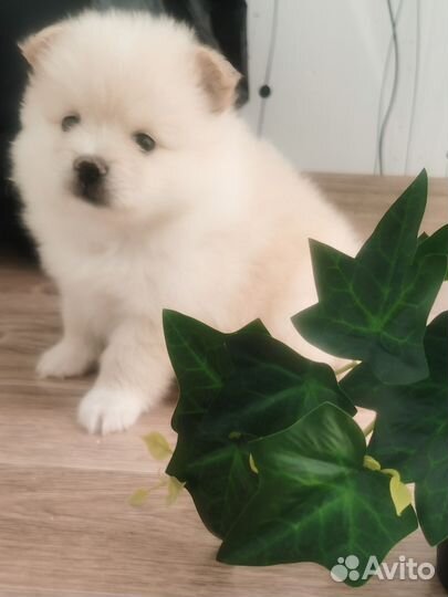 Щенки померанского шпица медвежьего типа