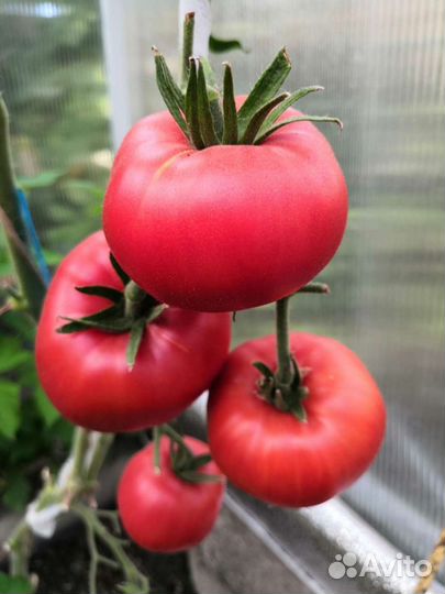 Семена томатов сортовых купить в Сарапуле | Товары для дома и дачи | Авито
