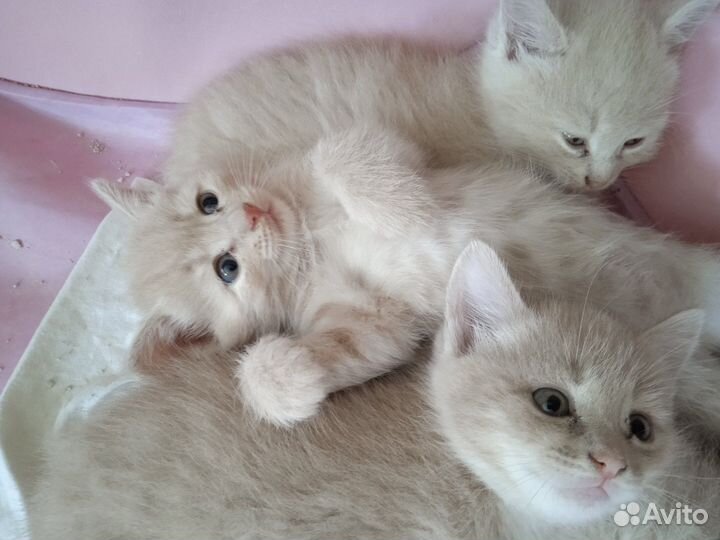 Рыжики /персики