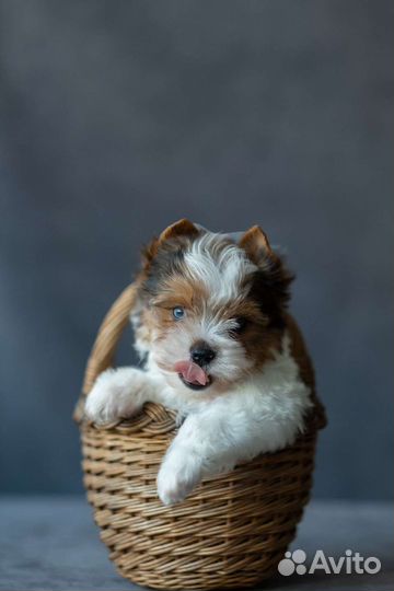 Вязка бивер