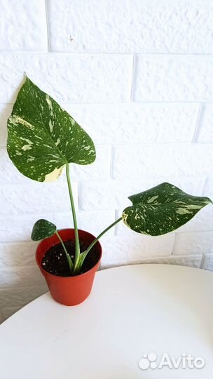 Монстера тайское созвездие