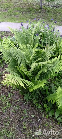 Папоротник