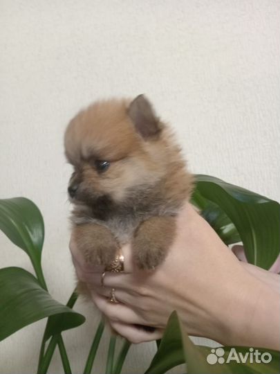 Померанский шпиц мини щенок