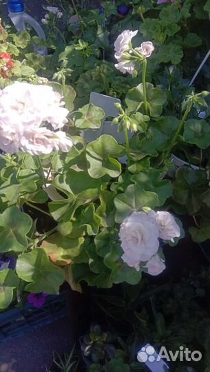 Пеларгонии