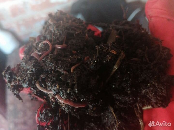 Червь для рыбалки