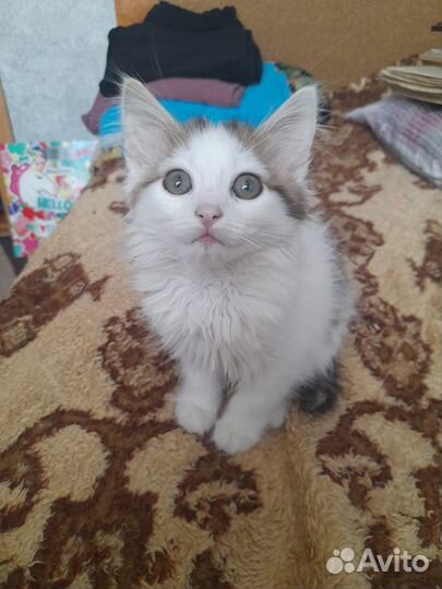 Кошечки 2 месяца