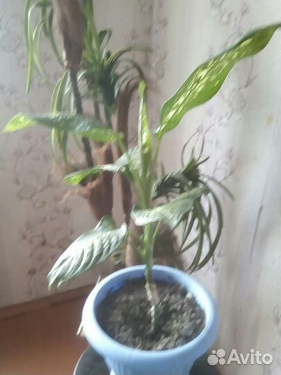 Диффенбахия