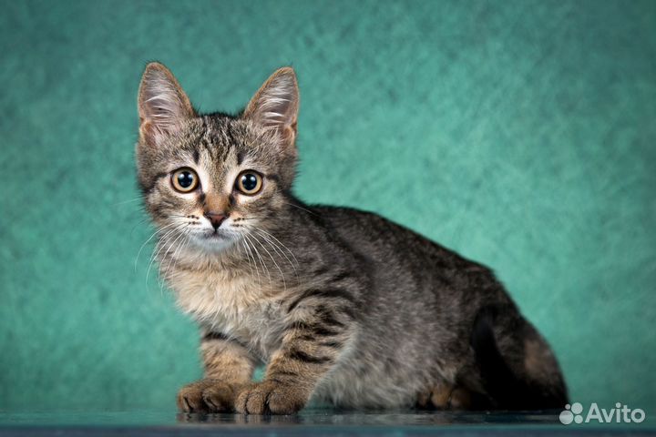 Филя ищет дом