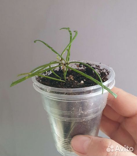 Комнатные растения