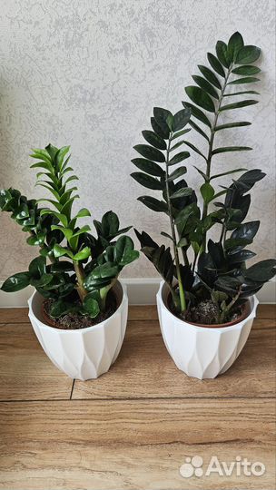 Замиокулькас (Зензи, Равен) Комнатные цветы