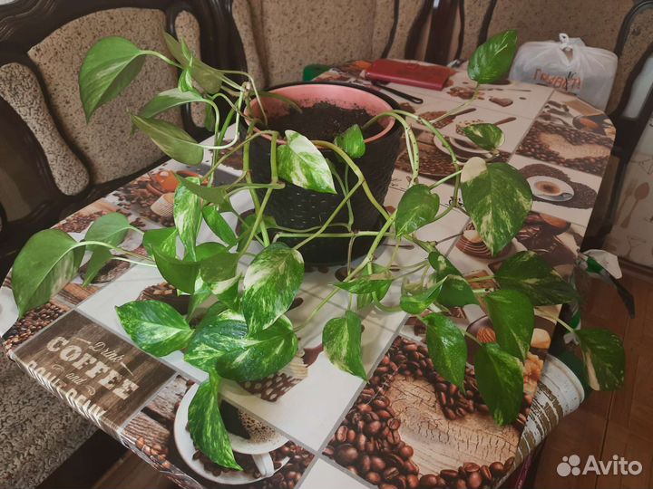 Комнатный цветок сциндапсус эпипремнум