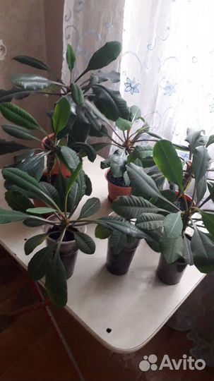 Эуфорбия,или молочай беложильчатый