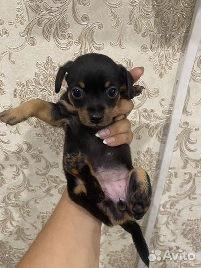 Мини той-терьер