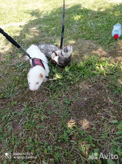 Гостиница для домашних животных в Заречной