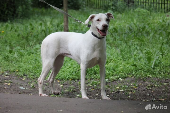 Белоснежка Широя ищет дом