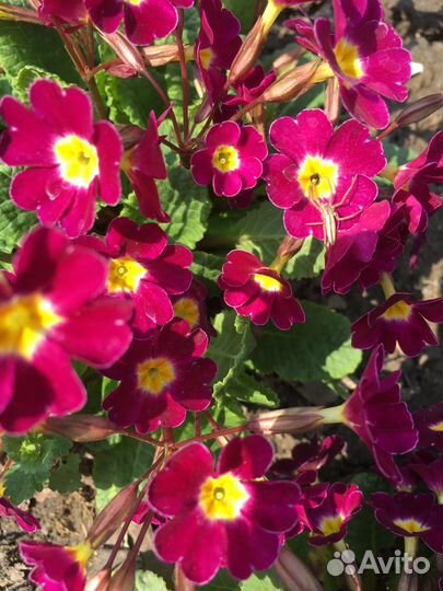 Дачные цветы