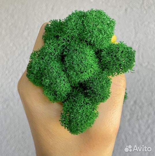 Стабилизированный мох, Лесной Зеленый