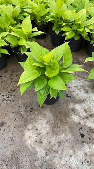 Хомалонема камуфляж, лемон лайм и др. клоны