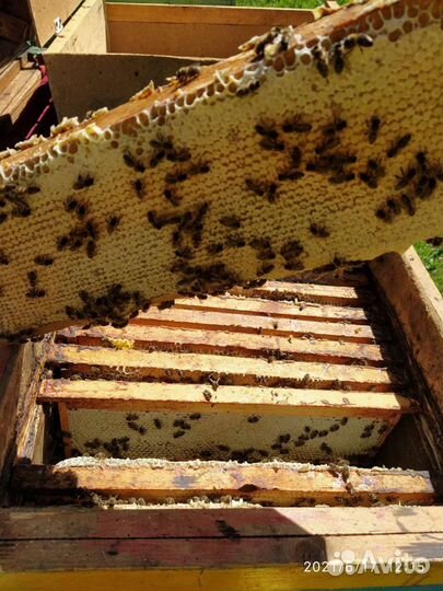 Мёд 2023 Волосовский район