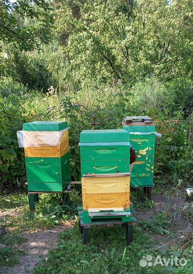 Улей для пчел ППУ