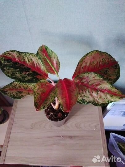 Аглаонемы. Обновл. 23.07.24