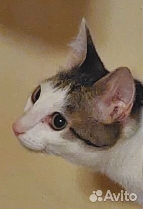 Кошечка (пока бояка)