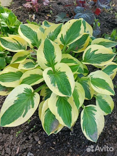 Хоста в ассортименте