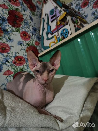 Канадский сфинкс бесплатно